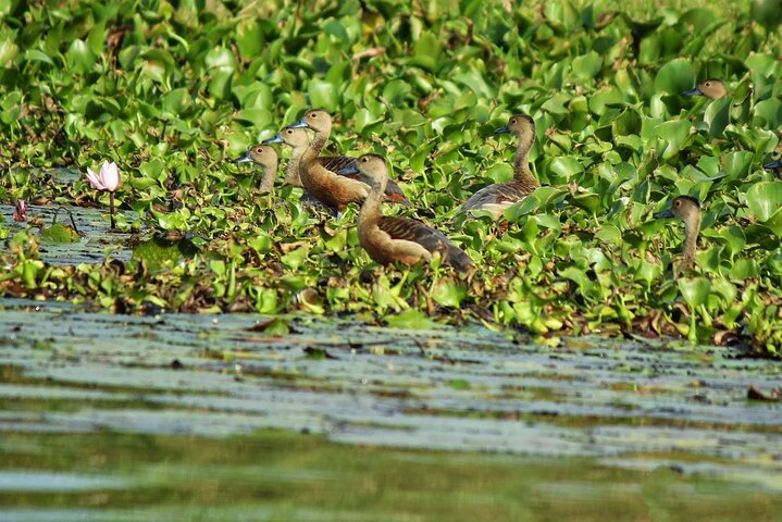 Muthurajawela Bird Watching Tour from Negombo / Colombo - Photo 1 of 8